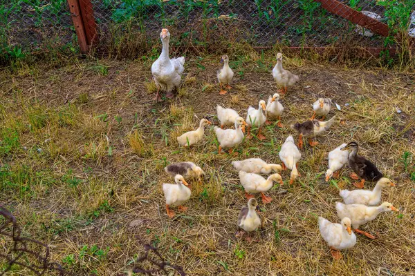 stock image Geese in the village. Background with selective focus and copy space for text