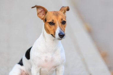 Jack Russell Terrier 'ın şirin köpeği, yakın plan. Seçici odaklı evcil hayvan portresi ve metin için alanı kopyala