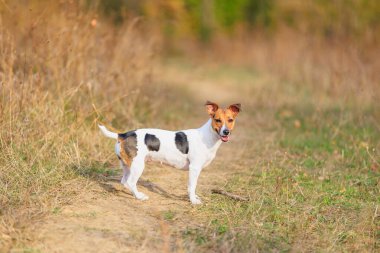 Şirin bir Jack Russell Terrier köpeği doğada yürüyor. Seçici odaklı evcil hayvan portresi ve metin için alanı kopyala