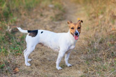 Tatlı Jack Russell Terrier köpeği temiz havada yürüyüş yapıyor. Seçici odaklı evcil hayvan portresi ve metin için alanı kopyala