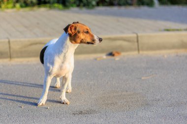 Evin yanındaki kaldırımda duran sevimli Jack Russell Terrier köpeği. Seçici odaklı evcil hayvan portresi ve metin için alanı kopyala