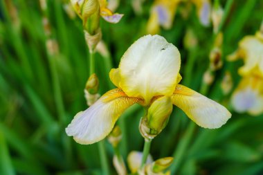 Çiçek tarlasında bir çiçek. Seçici odaklı arkaplan ve metin için alanı kopyala.