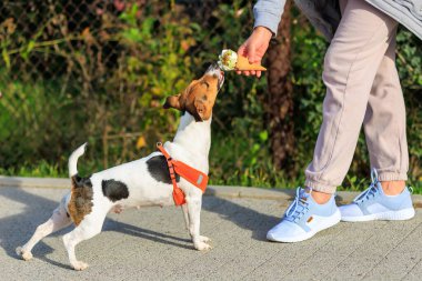 Jack Russell Terrier cinsinin bir köpeği dondurma yer. Seçici odaklı hayvan portresi ve metin için alanı kopyala