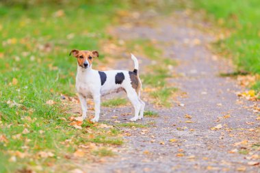 Sevimli bir Jack Russell Terrier köpeği parkta yürüyor. Seçici odaklı evcil hayvan portresi ve metin için alanı kopyala