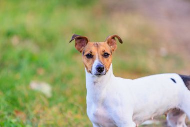 Şirin bir Jack Russell Terrier köpeği doğada yürüyor. Seçici odaklı evcil hayvan portresi ve metin için alanı kopyala