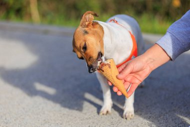 Jack Russell Terrier cinsinin sevimli köpeği şehirde yürürken dondurma yiyor. Seçici odaklı evcil hayvan portresi ve metin için alanı kopyala