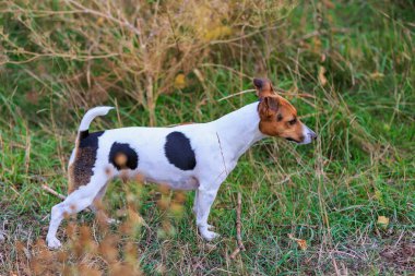 Şirin bir Jack Russell Terrier köpeği doğada yürüyor. Seçici odaklı evcil hayvan portresi ve metin için alanı kopyala