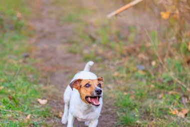 Tatlı Jack Russell Terrier köpeği eğitim sürecinde. Seçici odaklı evcil hayvan portresi ve metin için alanı kopyala