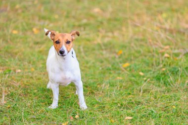 Tatlı bir Jack Russell Terrier köpeği ormandaki bir açıklıkta yürüyor. Seçici odaklı evcil hayvan portresi ve metin için alanı kopyala