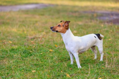 Sevimli bir Jack Russell Terrier köpeği doğada eğitim görüyor. Seçici odaklı evcil hayvan portresi ve metin için alanı kopyala