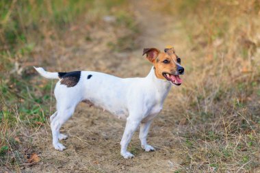 Tatlı Jack Russell Terrier köpeği temiz havada yürüyüş yapıyor. Seçici odaklı evcil hayvan portresi ve metin için alanı kopyala