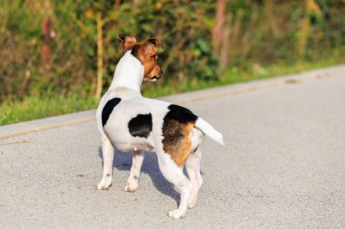 Sevimli bir Jack Russell Terrier köpeği kaldırımda yürüyor. Seçici odaklı evcil hayvan portresi ve metin için alanı kopyala