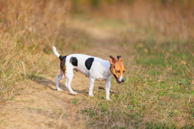Şirin bir Jack Russell Terrier köpeği doğada yürüyor. Seçici odaklı evcil hayvan portresi ve metin için alanı kopyala