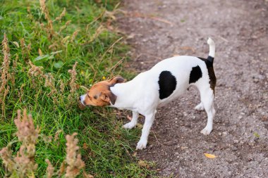 Tatlı Jack Russell Terrier köpeği temiz havada yürüyüş yapıyor. Seçici odaklı evcil hayvan portresi ve metin için alanı kopyala