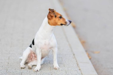 Sevimli bir Jack Russell Terrier köpeği kaldırımda komik bir şekilde oturur. Seçici odaklı evcil hayvan portresi ve metin için alanı kopyala