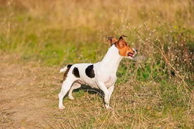 Şirin bir Jack Russell Terrier köpeği doğada yürüyor. Seçici odaklı evcil hayvan portresi ve metin için alanı kopyala