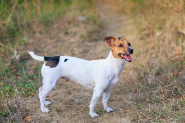 Tatlı Jack Russell Terrier köpeği temiz havada yürüyüş yapıyor. Seçici odaklı evcil hayvan portresi ve metin için alanı kopyala