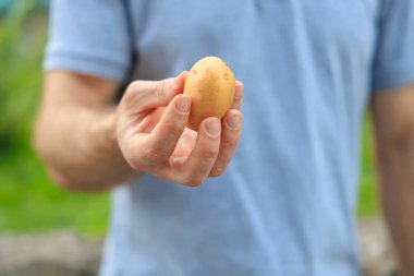Bir adamın eli patatesi tutar. Bulanık arkaplan ve metin için kopyalama alanı olan ellere seçici odak.