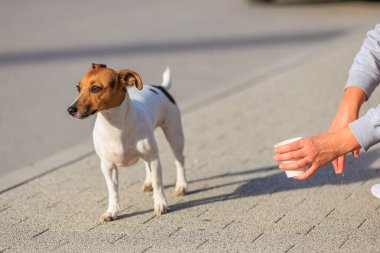 Sahibi sokakta yürürken Jack Russell Terrier köpeğine su veriyor. Seçici odaklı hayvan portresi ve metin için alanı kopyala