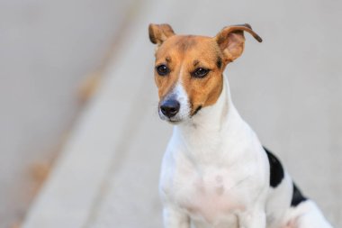 Jack Russell Terrier 'ın şirin köpeği, yakın plan. Seçici odaklı evcil hayvan portresi ve metin için alanı kopyala