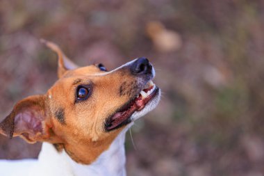 Tatlı Jack Russell Terrier köpeği eğitim sürecinde. Seçici odaklı evcil hayvan portresi ve metin için alanı kopyala