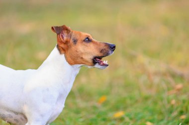 Tatlı bir Jack Russell Terrier köpeği ormandaki bir açıklıkta yürüyor. Seçici odaklı evcil hayvan portresi ve metin için alanı kopyala