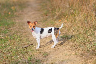 Şirin bir Jack Russell Terrier köpeği doğada yürüyor. Seçici odaklı evcil hayvan portresi ve metin için alanı kopyala