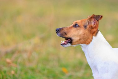 Tatlı bir Jack Russell Terrier köpeği ormandaki bir açıklıkta yürüyor. Seçici odaklı evcil hayvan portresi ve metin için alanı kopyala