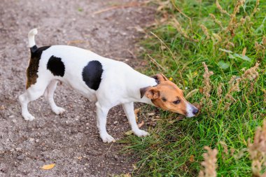 Tatlı Jack Russell Terrier köpeği temiz havada yürüyüş yapıyor. Seçici odaklı evcil hayvan portresi ve metin için alanı kopyala