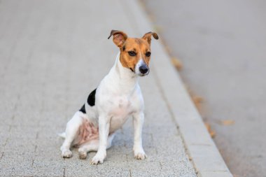 Sevimli bir Jack Russell Terrier köpeği kaldırımda komik bir şekilde oturur. Seçici odaklı evcil hayvan portresi ve metin için alanı kopyala