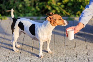 Bir köpeğe sıcakta içecek bir şey verme fikri. Hayvanlarla ilgilenmek. Seçici odaklı evcil hayvan portresi ve metin için alanı kopyala