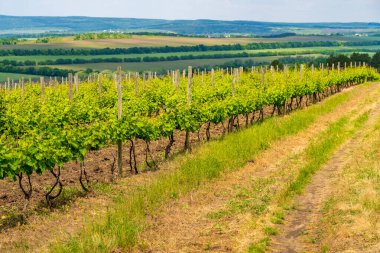 Elit şarap üzüm tarlaları. Seçici odaklı arkaplan veya arkaplan ve metin için alanı kopyala.