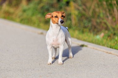 Sevimli bir Jack Russell Terrier köpeği kaldırımda yürüyor. Seçici odaklı evcil hayvan portresi ve metin için alanı kopyala