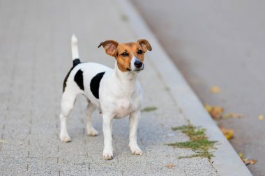 Sevimli bir Jack Russell Terrier köpeği kaldırımda yürüyor. Seçici odaklı evcil hayvan portresi ve metin için alanı kopyala