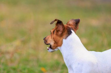 Tatlı bir Jack Russell Terrier köpeği ormandaki bir açıklıkta yürüyor. Seçici odaklı evcil hayvan portresi ve metin için alanı kopyala