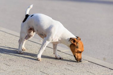 Sevimli bir Jack Russell Terrier köpeği kaldırımda yürüyor. Seçici odaklı evcil hayvan portresi ve metin için alanı kopyala