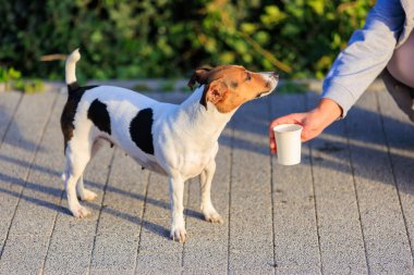 Bir köpeğe sıcakta içecek bir şey verme fikri. Hayvanlarla ilgilenmek. Seçici odaklı evcil hayvan portresi ve metin için alanı kopyala