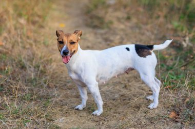 Tatlı Jack Russell Terrier köpeği temiz havada yürüyüş yapıyor. Seçici odaklı evcil hayvan portresi ve metin için alanı kopyala