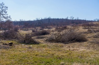 Fırça ağacı hazırlıkları. Seçici odaklı arkaplan ve metin için alanı kopyala