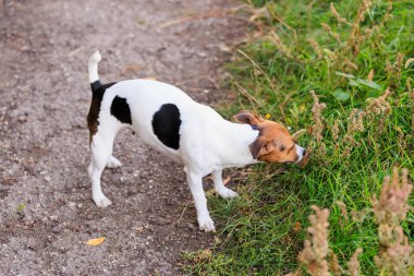 Tatlı Jack Russell Terrier köpeği temiz havada yürüyüş yapıyor. Seçici odaklı evcil hayvan portresi ve metin için alanı kopyala