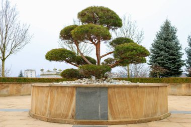 Şehir peyzajında dekoratif ağaç. Seçici odaklı arkaplan ve metin için alanı kopyala