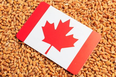 Buğday tarlasında Kanada bayrağı. Tahıl anlaşması ve dünya gıda güvenliği kavramı. Doku veya arkaplan