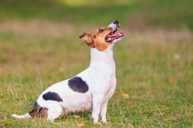 Sevimli bir Jack Russell Terrier köpeği doğada eğitim görüyor. Seçici odaklı evcil hayvan portresi ve metin için alanı kopyala