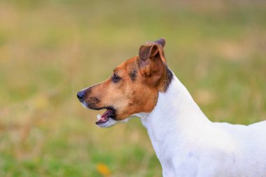 Tatlı bir Jack Russell Terrier köpeği ormandaki bir açıklıkta yürüyor. Seçici odaklı evcil hayvan portresi ve metin için alanı kopyala