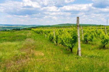 Elit şarap üzüm tarlaları. Seçici odaklı arkaplan veya arkaplan ve metin için alanı kopyala.