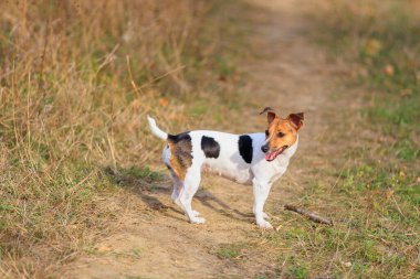 Şirin bir Jack Russell Terrier köpeği doğada yürüyor. Seçici odaklı evcil hayvan portresi ve metin için alanı kopyala