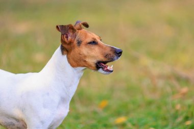 Tatlı bir Jack Russell Terrier köpeği ormandaki bir açıklıkta yürüyor. Seçici odaklı evcil hayvan portresi ve metin için alanı kopyala