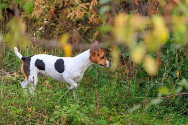 Tatlı Jack Russell Terrier köpeği temiz havada yürüyüş yapıyor. Seçici odaklı evcil hayvan portresi ve metin için alanı kopyala