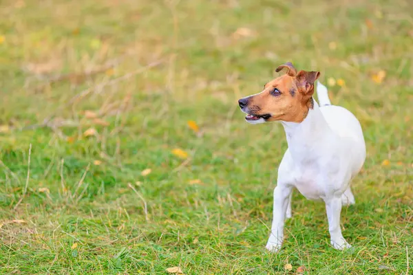Tatlı bir Jack Russell Terrier köpeği ormandaki bir açıklıkta yürüyor. Seçici odaklı evcil hayvan portresi ve metin için alanı kopyala
