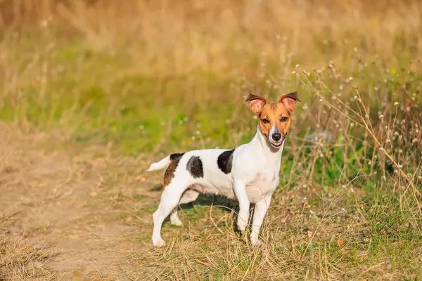 Şirin bir Jack Russell Terrier köpeği doğada yürüyor. Seçici odaklı evcil hayvan portresi ve metin için alanı kopyala